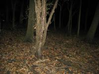 Chicago Ghost Hunters Group investigates Robinson Woods (133).JPG